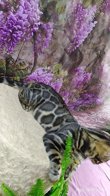 Продажа кошек: Бенгальские Детки .проф питомник Бен Гла Мур. предлагает Девочек и — 8