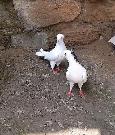 Göyərçinlər: 2 side erkeydi 12 14 tukduler — 2