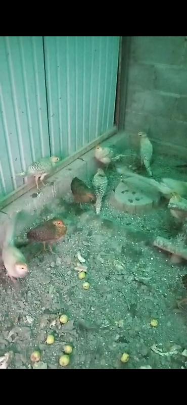 цена фазана: Продаю молодых золотых и лимонных фазанов — 7