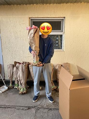 Цветы и букеты: Тюльпаны оптом с луковицей, срез «на луковице» из теплицы - 30 — 6