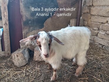 hələb keciləri: Erkək, il: 1, Ətlik, Ünvandan götürmə