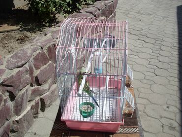 купить клетку для крысы: Продаю: Попугай с клеткой