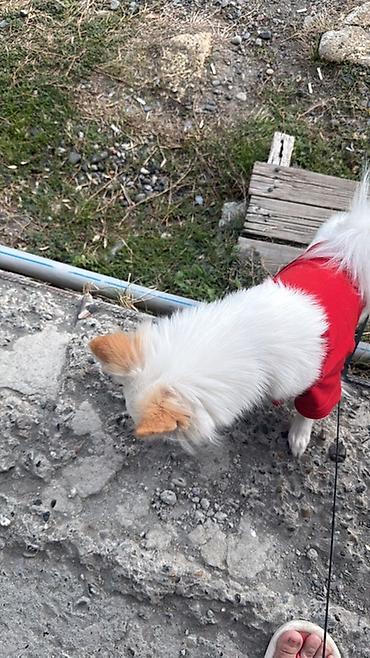 un qurdu satilir: Kiçik it üçün qırmızı geyim – isti və rahat - Ölçü: xırda cinslər — 1
