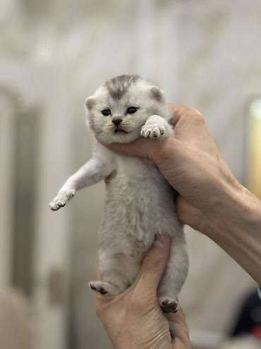 Pişiklər: Şotland, Erkək, Dişi — 6