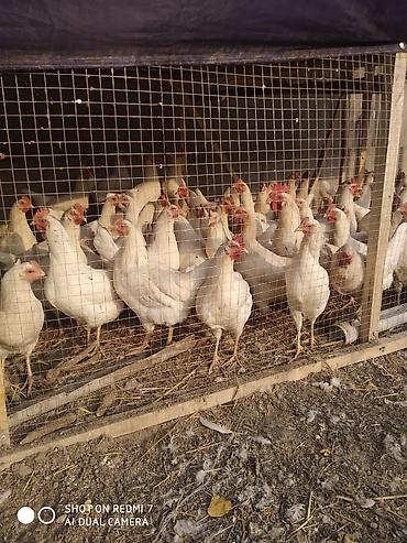 оптом овощи и фрукты: 🐔 ЖУМУРТКА БАГЫТЫНДАГЫ ТООКТОР САТЫЛАТ! 🥚 ✅ Хайлайн Сония ✅ Адлер — 1