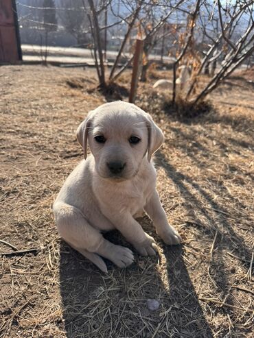 Продажа собак: Щенки светлого окраса лабрадоров/ретриверов 4 мальчика, 3 девочки У — 1