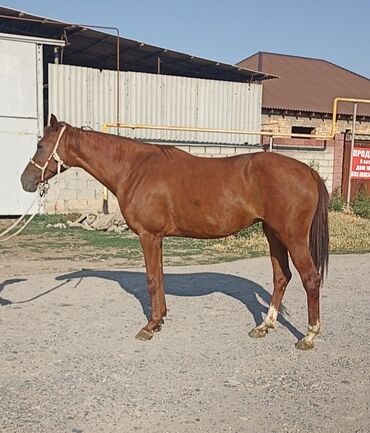 Лошади, кони: Продаю | Кобыла (самка) — 3