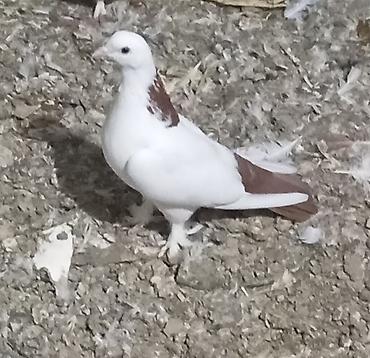 it ucun bit dermani: Cavan və sağlam uçan nəsil göyərçinlər.Erkəy və maya.Cüt deyillər.Maya — 6