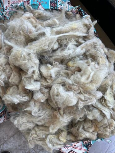 1 kub taxta qiymeti 2023: Təmiz qoyun yunu yuyulub didilib 15 kq var bir kq 5 azn lalafo.az -da 1 kub taxta qiymeti 2023: Təmiz qoyun yunu yuyulub didilib 15 kq var bir kq 5 azn