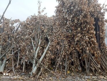 система автополива: Дрова Сосна, Бесплатная доставка