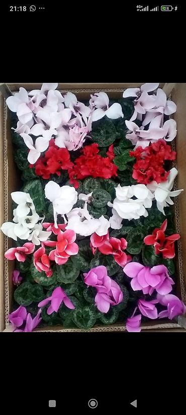 Другие комнатные растения: ОПТОМ Цикламен комнатный в горшке. - Компактные кустики с мраморными — 3