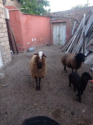 Qoyunlar, qoçlar: Erkək, Qala, il: 1, Damazlıq — 7