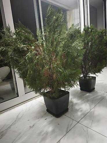 pixta agaci: Thuja (ardıc) dekorativ qazon-bitkisi – qara plastik dibçəklərdə - — 2
