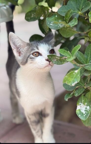 сколько стоит вислоухий кот: Dişi, Yaxşı əllərə