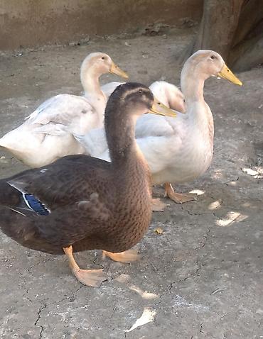 sud veren inek satilir: Blue Rouen Ördeklerinin balaları.2 ayliq balalardi . CİDDİ ALİCİLAR — 2