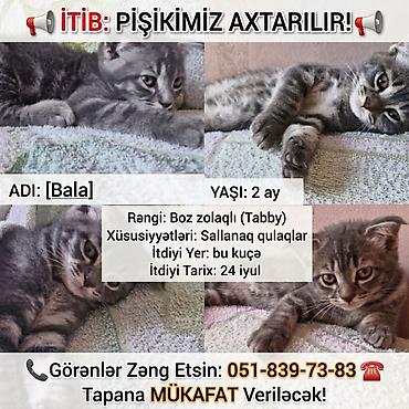 husky balası: Tabbi, Erkək, Ünvandan götürmə — 1