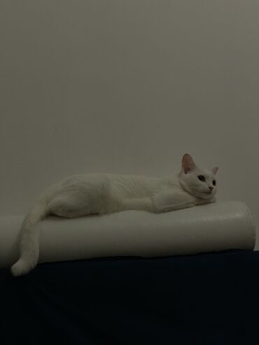 британская короткошерстная кошка золотая шиншилла: Отдаю в хорошие руки!🐈
Кошка, 4 года, стерилизована, проглистована