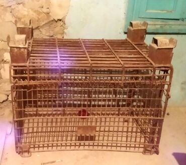 tap.az heyvanlar xacmaz: Heyvanları tutmaq üçün istifadə oluna bilən metal qəfəs və ya tələ
