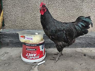 Куры, петухи: Продаю | Куры | Для разведения at lalafo.kg — 8 Куры, петухи: Продаю | Куры | Для разведения — 8