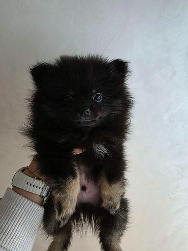 Psi: Na prodaju preslatki pomeranci U naš dom su sasvim spontano stigle — 10