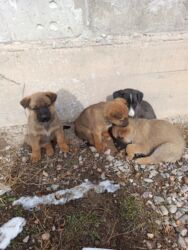 акустические системы baseus колонка в виде собак: Ит бекер берилет: 1 айлык, Ургаачы