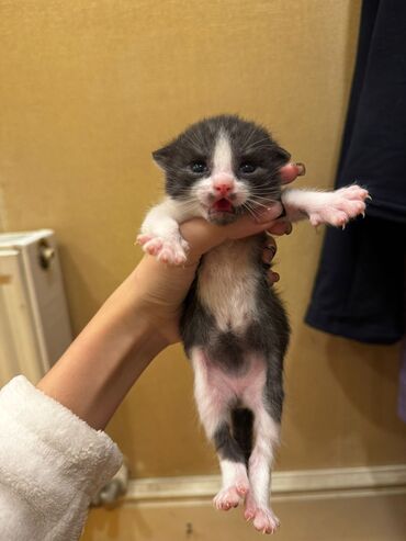 Pişiklər: Erkək, Dişi, Yaxşı əllərə, Ünvandan götürmə, Pulsuz çatdırılma — 14