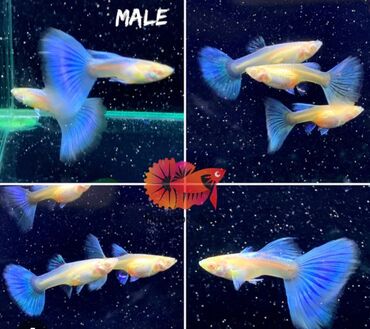 akvarium xırda balığı: Albino blue tail cavan 2sm ölçüdə