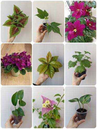 комнатные цветы сокулук: Комнатные растения: Колеус Фиалки Эпипремнум золотистый Эпипремнум