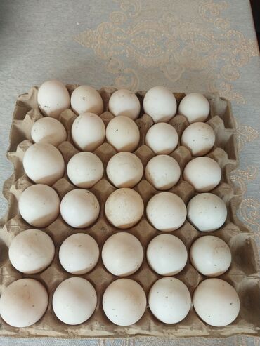 Продукты питания: Утиные яйца,
 ордок жумуртка