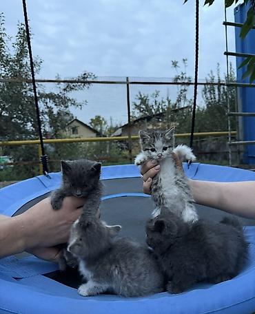 Отдам даром кошку: Отдам котят в добрые руки 3 девочки 1 мальчик1,5месяца — 2