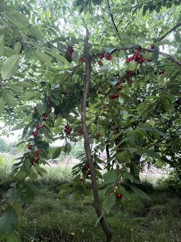Torpaq sahələrinin satışı: Kənd təsərrüfatı, Kupça (Çıxarış) — 17