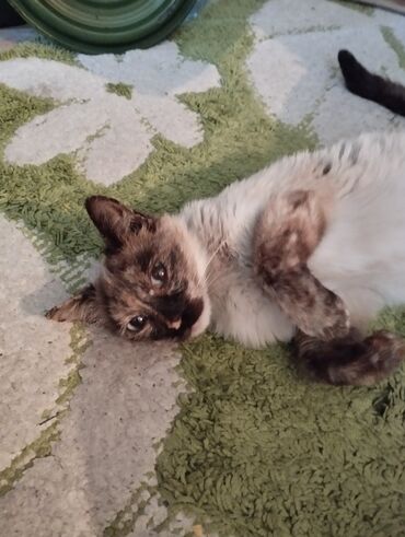 сиамская длинношерстная кошка: Отдаём кошку в хорошие руки. кошке 9 месяцев, очень ласковая и добрая