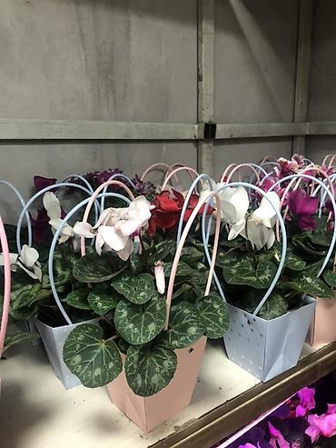 Подарочная упаковка: Подарочные композиции в коробке-сумке - Живые комнатные — 6