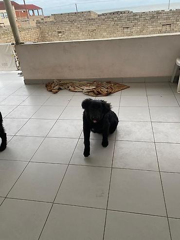 İtlər: 5 ay, Dişi — 7