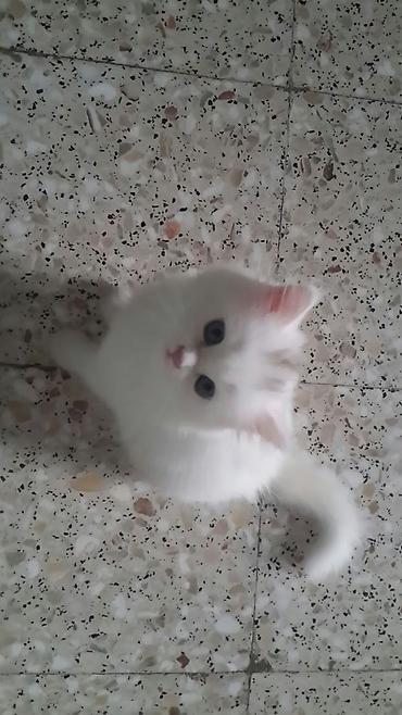 1 месяц, Мальчик, Белый, Приучена к лотку