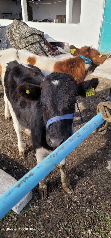 Коровы, быки: Продаю | Музоо, торпок | На откорм | Привязанные — 6
