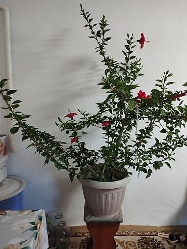 все для душа: Комнатный гибискус (китайская роза), крупное взрослое растение в — 3