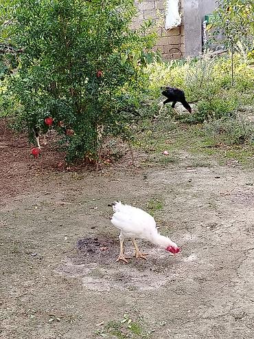 Kənd təsərrüfatı quşları: Toyuq, Damazlıq — 9