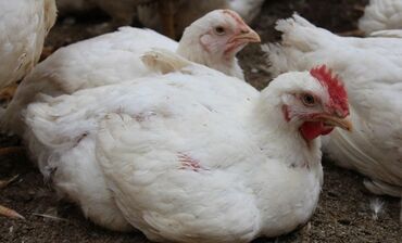 домик для котенка: Продаю! Куры Бройлеры 45 дней домашние цена 600 сом