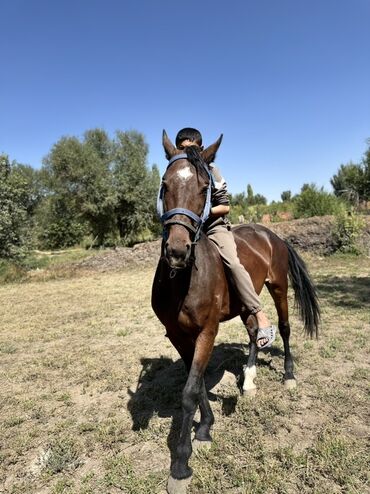 Лошади, кони: Продаю | Кобыла (самка) | Для разведения, Конный спорт — 9