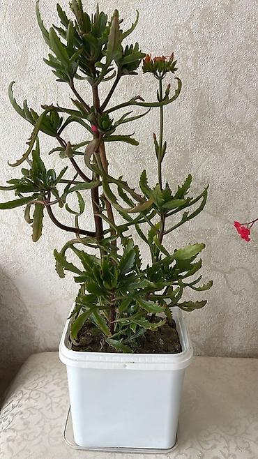 nokia yarpaq: Ev bitkiləri kolleksiyası - Euphorbia milii (Tikanlı tac) – qırmızı — 4
