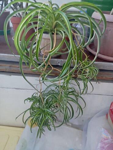Хлорофитумы: Хлорофитум хохлатый (Chlorophytum comosum) variegata в горшках. -