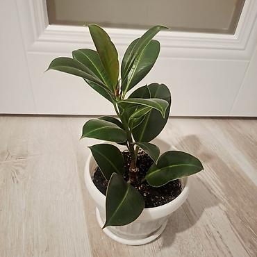 Фикусы: Фикус эластика (Ficus elastica) в горшке. - Компактный куст с — 2