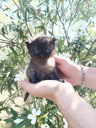 Кошки: Böyük gözlü, yumşaq tük̈lü bala pişiklər - Rənglər: böyük — 5