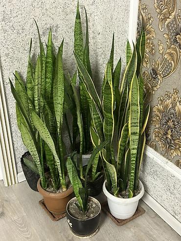 suvenir qılınc: Sansevieria (qılınc gülü) iri hecmli
toplu alana endirim olacaq — 1