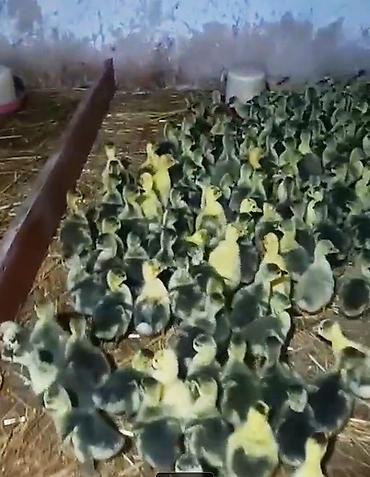 qus: Qaz cücələri, Damazlıq, Ödənişli çatdırılma, Ünvandan götürmə — 5