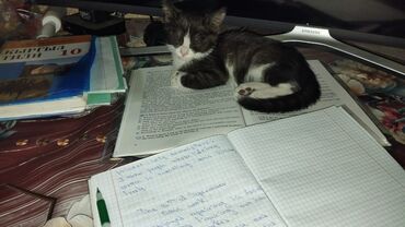 бенгальская кошка домашняя: Отдам этого чудесного котенка в добрые руки, ему на вид 3 месяца