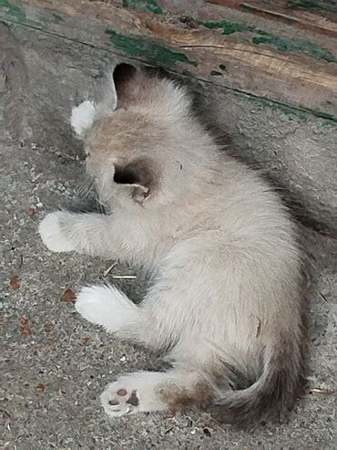 бенгальская кошка домашняя: Кошка даром: Беспородная, 2 месяца, Мальчик