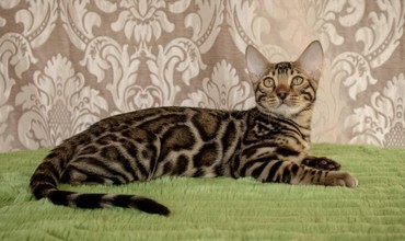 рыжий пятнистый кот купить: Бенгальские котята новый помет. Элита кошачьего мира.Питомник бен гла