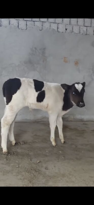 cins ineklerin satisi: Satılır: Qara-ağ rəngli buzov (erkək) - Cins tip: Holştin/holştin